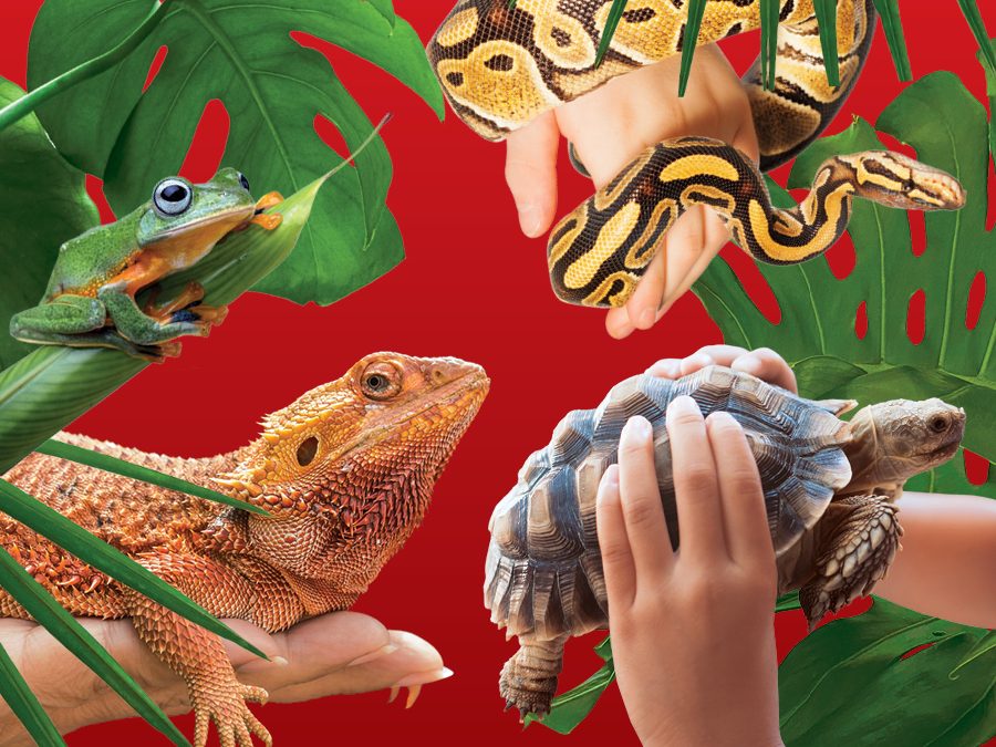 FREE Animal Adventures these School Holidays
