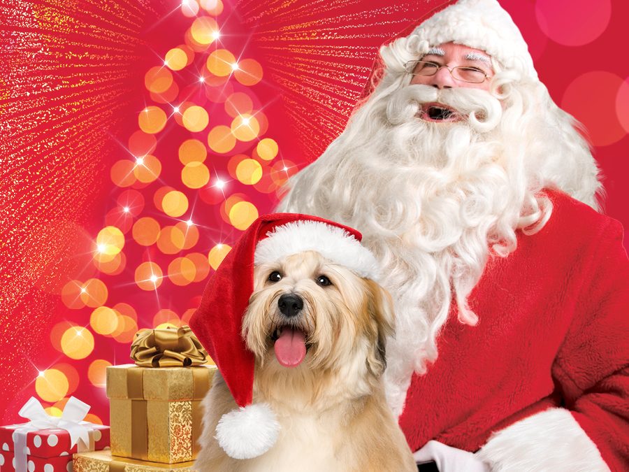 Pet Photos With Santa